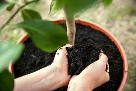 soil for your indoor citrus tree