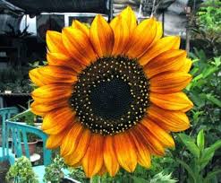 Harga bibit bunga matahari terkini. 14 Bunga Matahari Velvet Queen Koleksi Bunga Hd