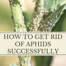 how to get rid of aphids the
