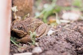 are frogs good or bad for the garden