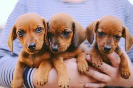While still recognized as a standard breed, many breeders strive to make this particular color pattern. Dachshund Puppies A Buyers Guide Kennelstore Blog