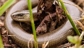 slow worms britain s most unusual
