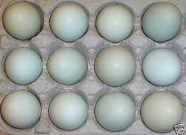 Blue Eggs Sercadia