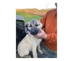 Find anatolian shepherd puppies for sale and dogs for adoption. Ukc Purebred Turkish Kangal Puppies 11 Weeks Old In Laurens South Carolina Puppies For Sale Near Me