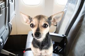 i refused to pet a dog on a flight