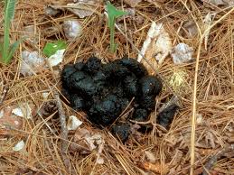 Image result for bear scat