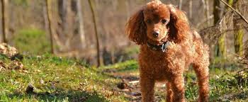 poodle puppies in bangalore