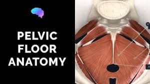 pelvic floor anatomy 3d anatomy
