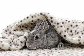 Can Rabbits Have Blankets And Towels In