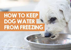 how-do-you-keep-water-from-freezing-outside-animals