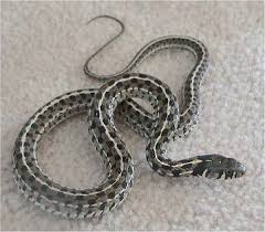 There are no poisonous snakes in maine. Checkered Garter Snake Wikipedia