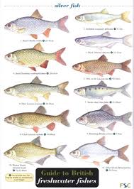 Guide To British Freshwater Fishes