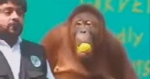 Upload your gif with us! Senor Gif Monkey Greatest Gifs Of All Time Pronounced Gif Or Jif Cheezburger