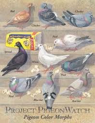 289 Best Pigeons Images Pigeon Birds Dove Pigeon