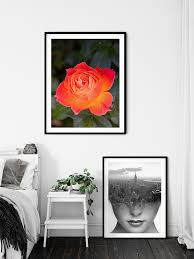 Beautiful Orange Rose Posteryard