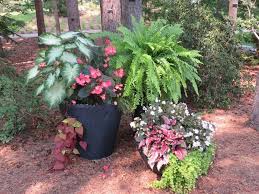 Container Gardening Combinations