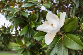 Southern magnolia bark is typically gray and smooth, although it does tend to possess a number of small lenticels. What To Plant Under A Southern Magnolia P Allen Smith