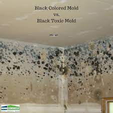 black colored mold vs black toxic mold