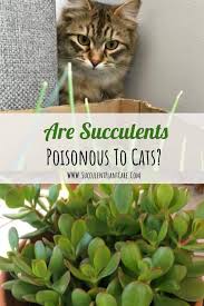 Are Succulents Poisonous To Cats How