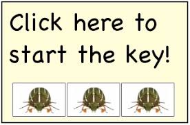 Insect Identification Key