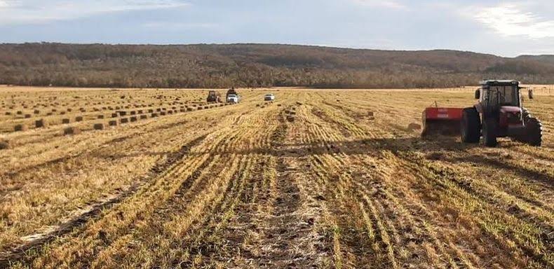 Pasturas en Tierra del Fuego: una experiencia tan desafiante como compleja