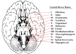 Neuroscience For Kids Cranial Nerves