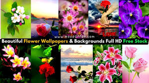 flower wallpaper iphone aesthetic 4k