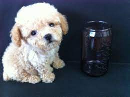 teacup toy poodles dog kennel