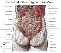 Human Organs Diagram Back View Human Body Organs Body