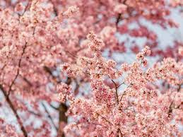 cherry blossoms in bloom best places
