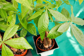 The plant itself is already considered to be fortunate by followers of feng shui, because of its five lobed palmate leaves.a plant with leaves in clusters of seven, another powerful number, is considered to. Your Money Tree Care Guide Ppm Apartments Chicago