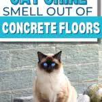 cat urine smell out of concrete