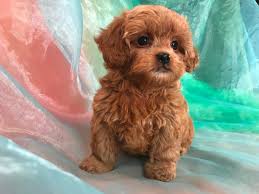 Cavapoobreeders@gmail.com cavapoo puppies for sale and cavapoo dogs if you're looking for a cavapoo puppy for sale,cavapoo puppies for sale under $500,teacup cavapoo puppies for sale near me,cavapoo puppies for sale in ohio,cavapoo puppies for sale under $1000,cavapoo puppies for adoption,cavapoo puppies for sale florida,available cavapoo puppies,cavapoo puppies for sale texas we can. Bichon Poodles Puppies For Sale Bichon Poodle Breeder In Iowa