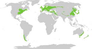 They are near to the equator so. The Different Types Of Forests Everything You Need To Know