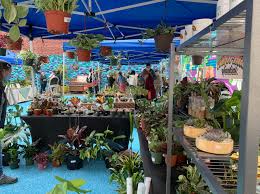 san francisco s only plant festival is