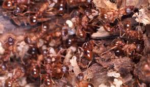 kill fire ants naturally without pesticides