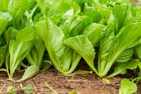 How To Grow Mustard Greens Plant Instructions