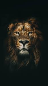 Black Lion iPhone Wallpapers ...
