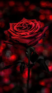 red rose red love rose wallpaper