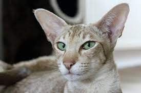 Породы кошек с большими ушами | Догги Академия | Дзен