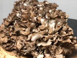 roasted maitake mushroom everything