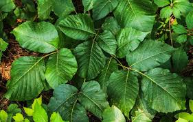 how to treat poison ivy and poison oak