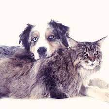 While some forms of liver cancer are most common in cats, others may occur due to environmental conditions. Liver Cancer In Dogs And Cats Petcarerx