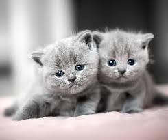 Alley cat allies has protected and improved the lives of cats for 30 years. When Do Cats Stop Growing A Complete Guide To Kitten Growth