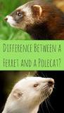 Can you have a polecat as a pet?