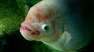 a large albino fish with big lips and