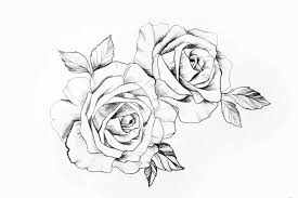 pencil drawing of roses stock photos