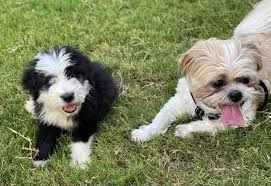 Although some people believe it has connections with the russian owtchar dog while others have said that it is better connected to the scottish bearded collie. Texas Old English Sheepdog Home Facebook