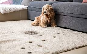 carpet cleaning austin steam cleaning