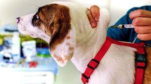 Do it yourself vaccines for dogs? How To Administer Dog Vaccinations At Home Pet Care And Wellness